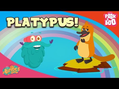 What Is A Platypus? - The Dr. Binocs Show | Best Learning Videos For Kids | Peekaboo Kidz