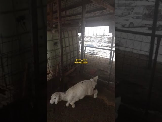 حري صغير 4 شهور ، الوزن: 13