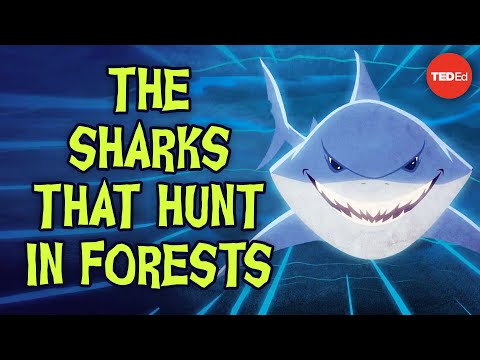 The sharks that hunt in forests – Luka Seamus Wright