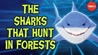The sharks that hunt in forests - Luka Seamus Wright