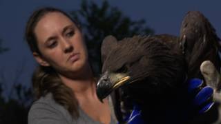 The Bald and the Beautiful