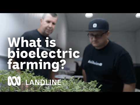 How Electricity Could Cut Pesticides and Boost Crop Growth
