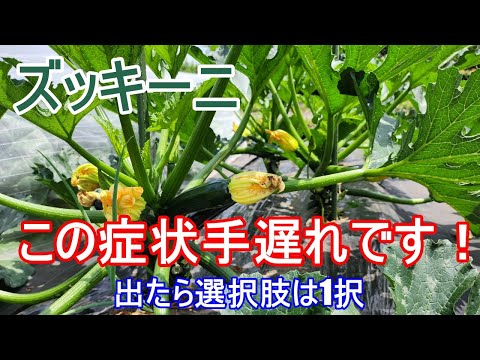ズッキーニの葉が乾燥して黄色くなる アブラムシ寄生虫の対処方法