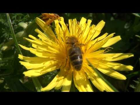 download lagu mp3 mp4 Pissenlit Abeille, download lagu Pissenlit Abeille gratis, unduh video klip Pissenlit Abeille