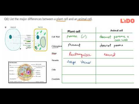 Q6 List the major differences between a plant cell and an animal cell... Q6 List the major differences between a plant cell and an animal cell...