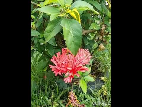 Hibiscus lover