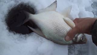 Рыбалка зимой на мормышку леща