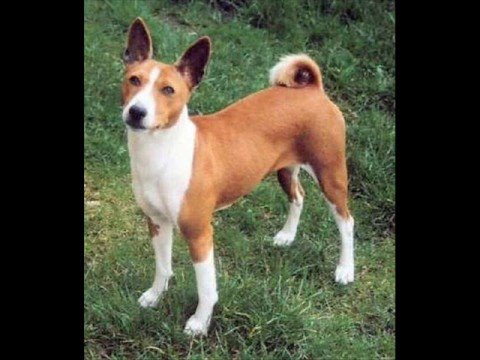 Razas de perros  - Races of dogs    volumen 1