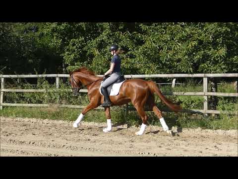 Sold: 4-jähr. Hannoveraner Wallach von Benicio - Locksley II - Wolkenstein II