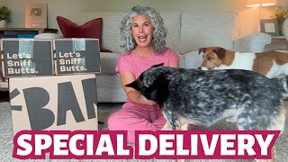 They Knew It Was for Them… BarkBox Madness!