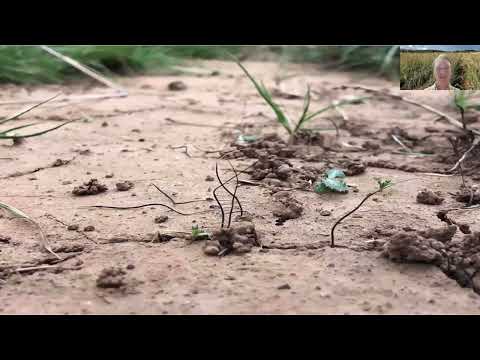 Grassy Talk #17 - Growing great kangaroo grass - Dylan Male