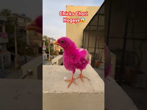 Hmaray Chicks Chori Hogaye😱🐣 #colorfulchickens #chicks #babychicks #chicks #baby #birds