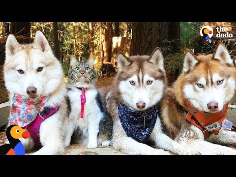 Cat Boss: This Cute Feline Is the Leader of a Husky Pack