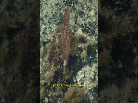 The Enigmatic Squid: Revealing Three Incredible Secrets of the Deep-Sea Dweller