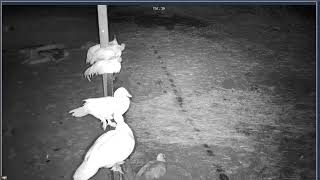 Thumbnail del capítulo