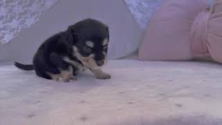 ハーフ犬の動画01