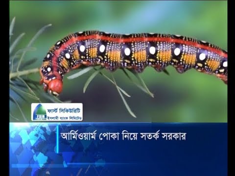 আর্মিওয়ার্ম পোকা নিয়ে সতর্ক সরকার | ETV News