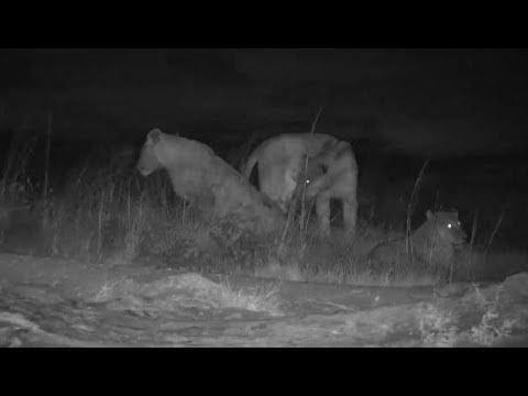 Djuma: Lions-2 male and 1 female=Nkuhuma subs and Mhangeni male-Pt:1 - 20:31 - 05/08/19