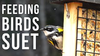 Feeding Birds Suet