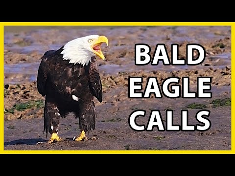 Bald Eagle Calls and Sounds — real authentic vocal
