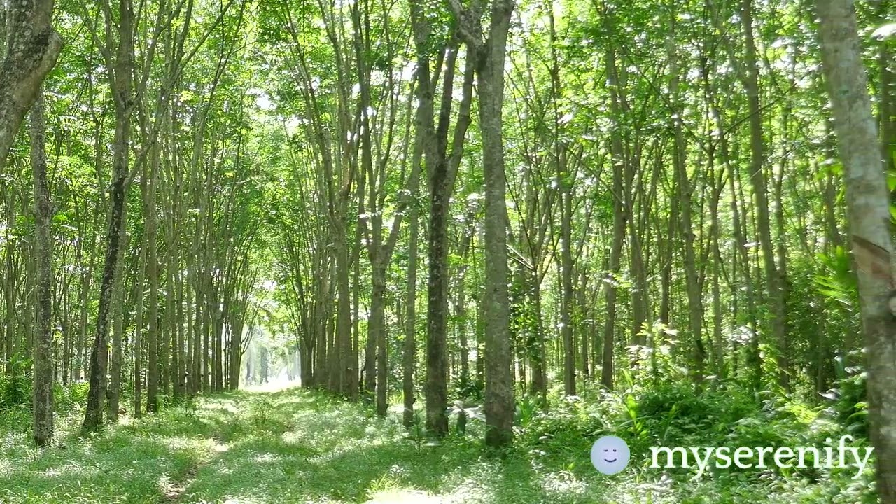 Calm Ocean Meditation: Embrace Tranquility, calm ocean meditation