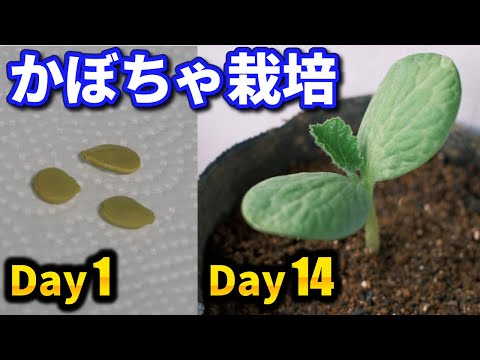 カボチャの種まき:これがうまく育てる方法です 庭の練習