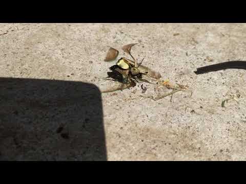 Nicrophorus tomentosus