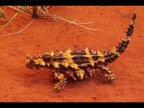 Moloch trnitý (Moloch horridus) — Thorny Devil z Austrálie, druhový profil