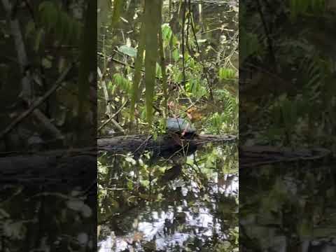 Tortuga ✨ #amazonía #napo #tena #minga