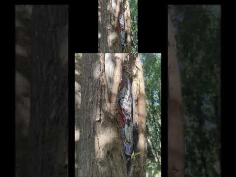 Pedro de Valdivia zombie en la ruta del río Bio Bío, Hualqui #pokemongo #ruta #zombie