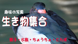 生き物集合