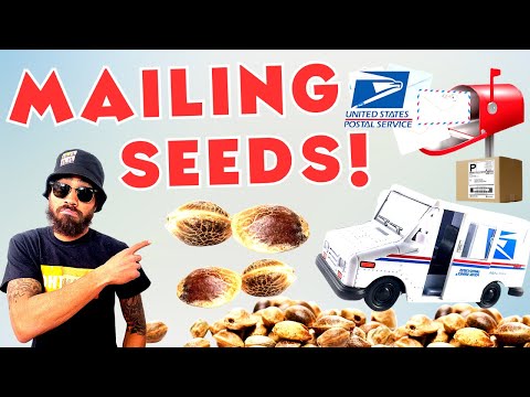 DO NOT BUY SEEDS WITHOUT WATCHING THIS FIRST! 🫘