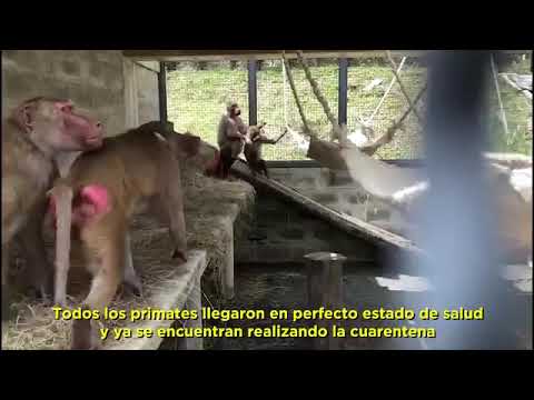 La Ciudad derivó con éxito once papiones sagrados