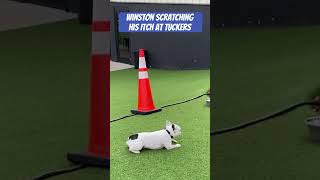 Scratch that Itch #frenchbulldoglovers #frenchbulldog  #wholetthedogsout #winstonsalem