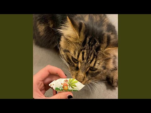 neleisiu glostyt kasharo