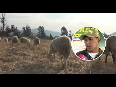 Caso de zoofilia en Punata, Cochabamba