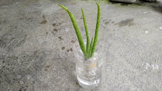 How to Grow Aloe Vera in Water - Keep Aloe Vera Fresh for Long Time