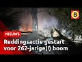 Er is hoop voor de afgebrande eeuwenoude boom ?? | Omroep Brabant