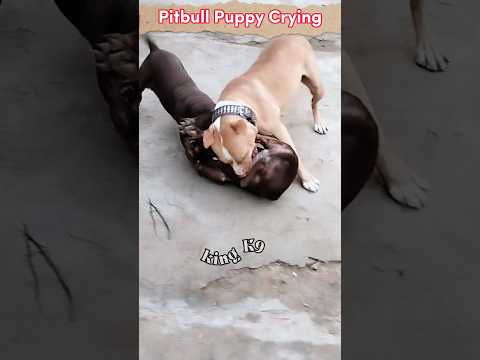 Pitbull Dog Fight Or American Bully ?🥶 #shorts #dogs #pitbull #pitbullpuppy #animals #dogslover #dog