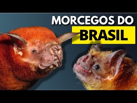BATS OF BRAZIL I VAMPIRE BAT, FISHING BAT, WHITE GHOST BAT, NECTARIVORY BAT