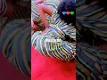 Kibaokata Kangamoko Chura Wa Uswazi