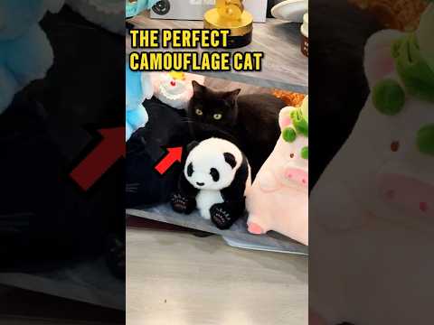 Why Black Cats Are the Best for Hiding 🤣❤️