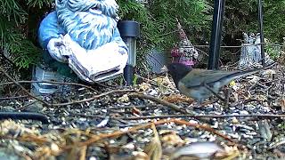 Backyard Safari-Trail Camera-June 16, 2025
