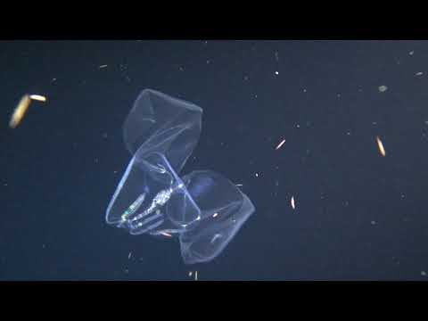 Pelagic Magic Kona Hawaii