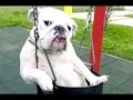 Hauska dogs - hauska koira videoita. kokoaminen