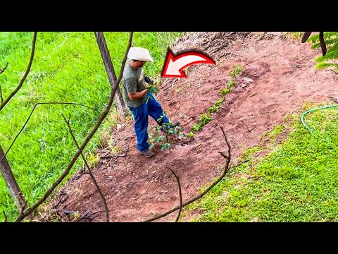 É O RENATO QUE TÁ PLANTANDO COISA ERRADA NA FAZENDA 😡
