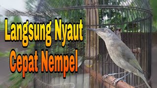 Download lagu Pancingan Cucak Kombo Malas Bunyi Sekali Dengar Langsung Nyaut Keluarkan Isiannya mp3 Download lagu Pancingan Cucak Kombo Malas Bunyi Sekali Dengar Langsung Nyaut Keluarkan Isiannya mp3