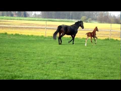 Franziskus Fohlen Hengst geb 07.04.12