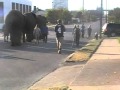 RINGLING ELEPHANT WALK St Louis