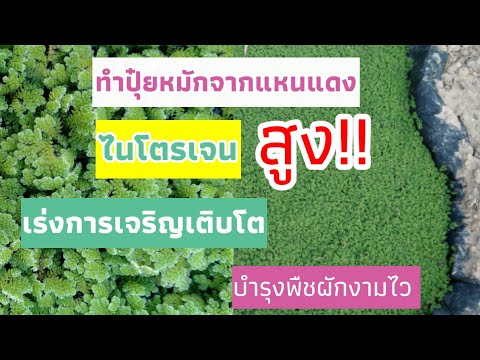 #ทำปุ๋ยหมักจากแหนแดง ไนโตรเจนสูง เร่งการเจริญเติบโต พืชผักงามไว